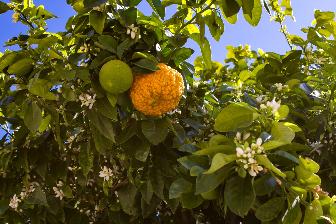 oranges, fruit, orange tree-3784794.jpg