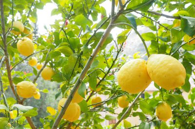 lemon-g309fb5cfa_640
